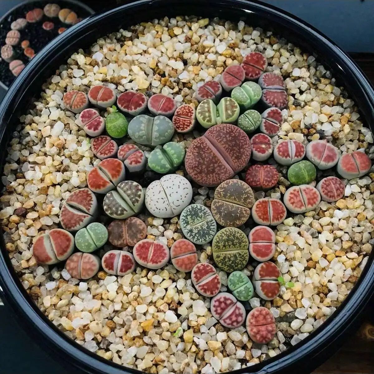 1 buah-250g batu kerikil krist - Aquarium Marine Sand ulasan dan harga