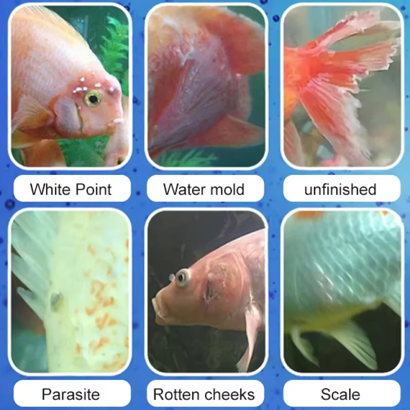 Perawatan Penyakit Ikan SIKEZH - Marine Aquarium Bacteria ulasan dan harga