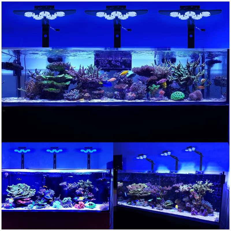 Lampu LED Akuarium Laut Kecera - Marine Aquarium App ulasan dan harga