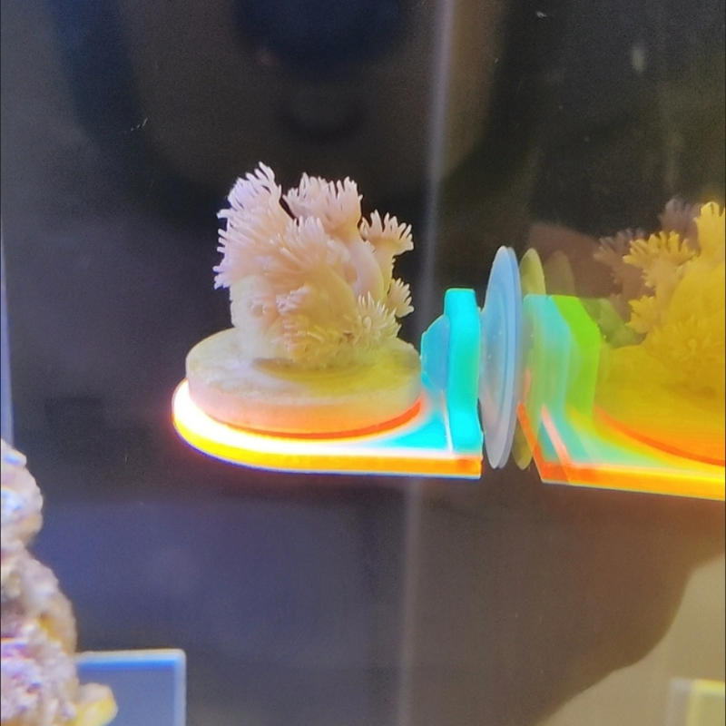Warna Acak Karang Frag Pemegan - Aquarium Marine Color ulasan dan harga