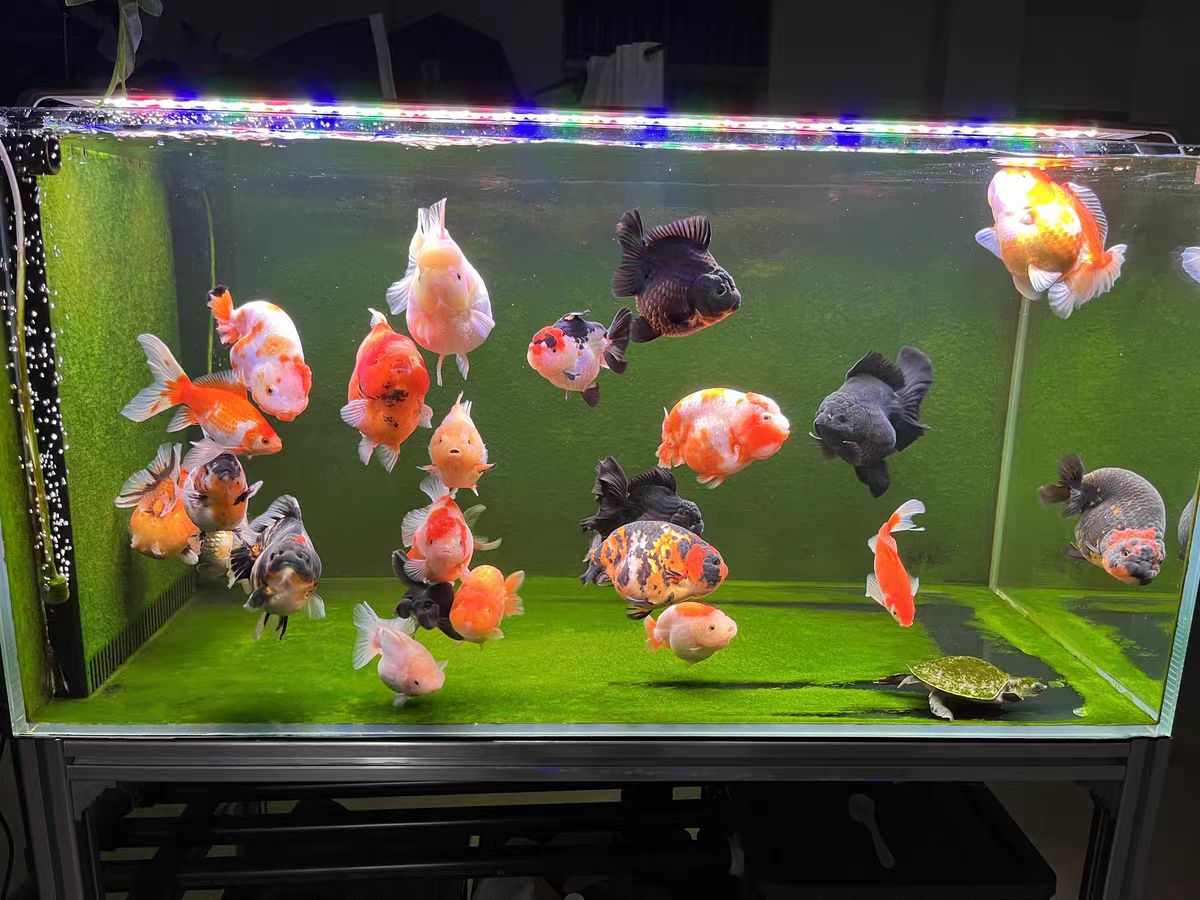 Lampu Akuarium LED untuk Tangk - Marine Aquarium In Clearwater ulasan dan harga
